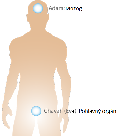 anatomia-adam-eva